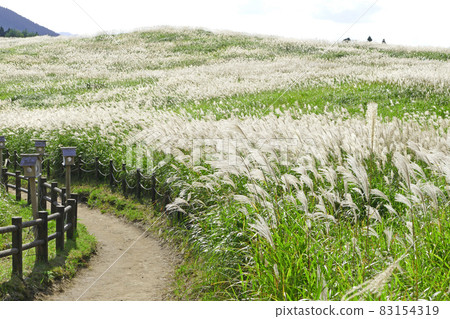 Japanese pampas grass landscape Soni plateau Nara prefecture 83154319