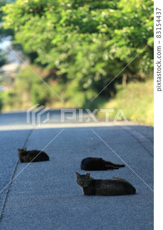 Stray cat relaxing on the road Stray cat relaxing on the road 83154437
