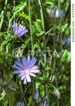 Large group of blooming stems of cichorium 83154446