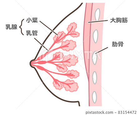 Illustration of the structure of the mammary gland with explanation Illustration of the structure of the mammary gland with explanation 83154472