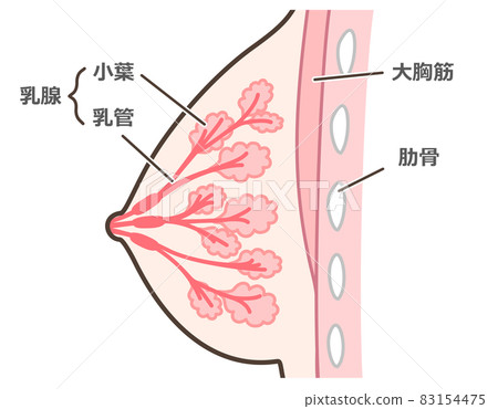 The structure of the female breast.Mammary gland. Stock Vector