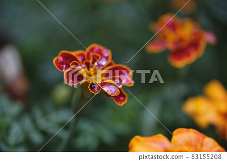 濕的萬壽菊花 83155208