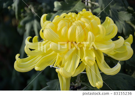 Autumn flower yellow chrysanthemum 83155236