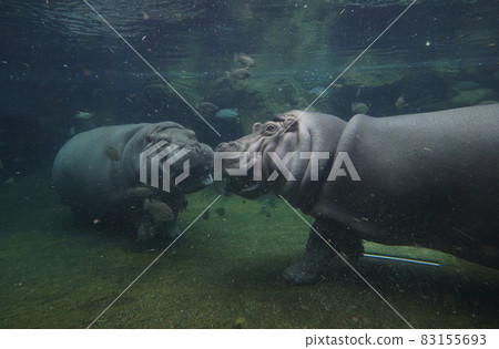 Underwater hippo 83155693