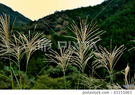 Autumn dusk pampas grass 83155863