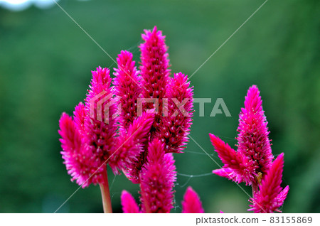 Celosia flower 83155869