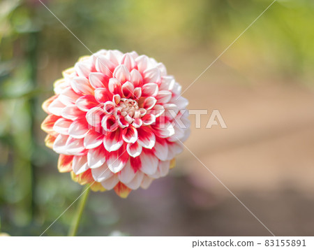 大麗花花園里美麗的大麗花 83155891