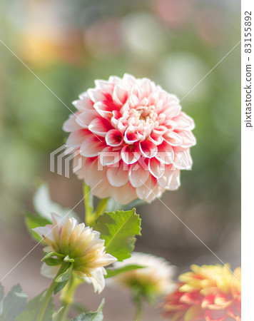 大麗花花園里美麗的大麗花 83155892