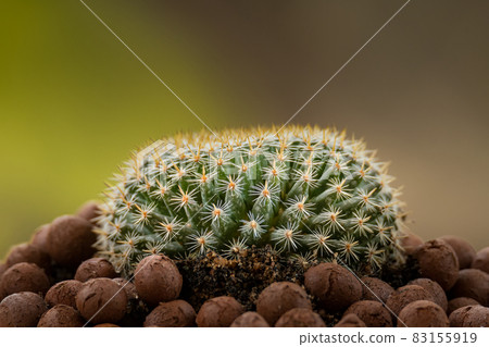 Mammillaria Perbella cactus in a pod of leca ball 83155919