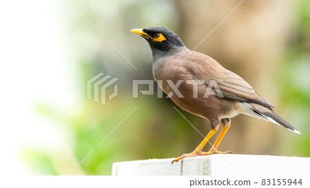 Common Myna perching on top of the pole 83155944