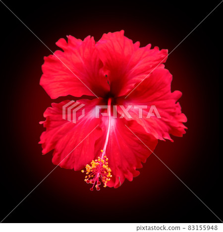 Chinese Rose isolated on black background Chinese Rose isolated on black background 83155948