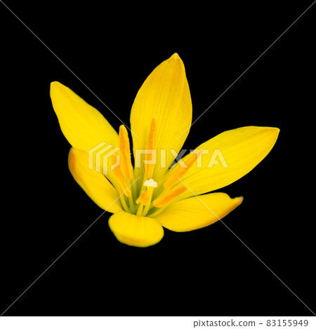 Yellow Rain Lily isolated on black background 83155949