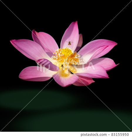 Sacred Lotus isolated on black background Sacred Lotus isolated on black background 83155950