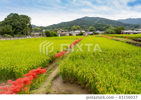 Asuka Village, Nara Prefecture Autumn rice terraces and cluster amaryllis Asuka Village, Nara Prefecture Autumn rice terraces and cluster amaryllis 83156037