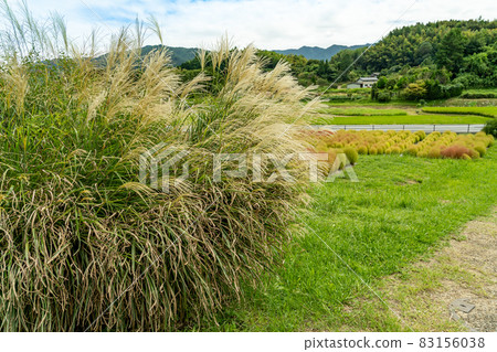 Miscanthus sinensis and Kokia planted at the foot of Amakashi Hill, Asuka Village, Nara Prefecture Miscanthus sinensis and Kokia planted at the foot of Amakashi Hill, Asuka Village, Nara Prefecture 83156038