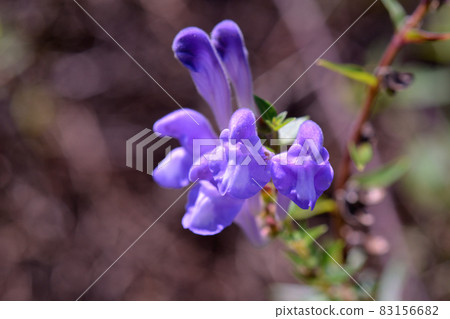 植物：小金花紫蘇家族 83156682