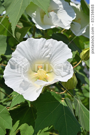 Tree: Suifuyou, Malvaceae 83156688