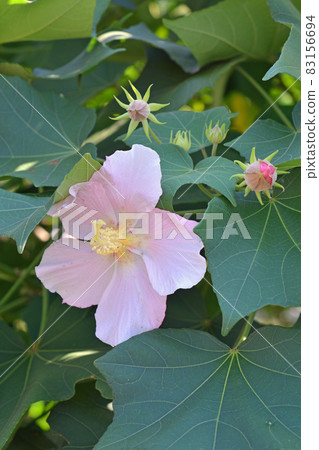 樹：Saxophyllaceae科 83156694