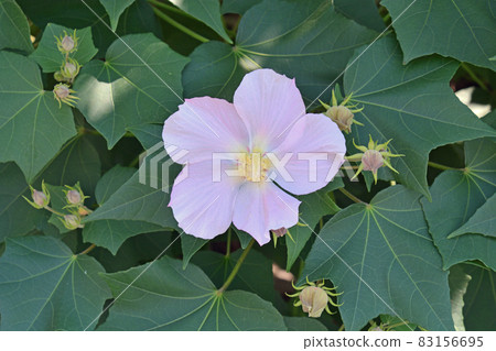 Tree: Saxophyllaceae family 83156695