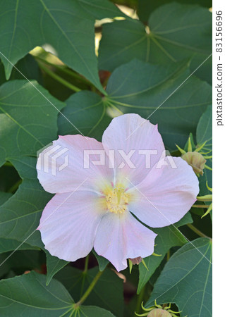 Tree: Saxophyllaceae family Tree: Saxophyllaceae family 83156696