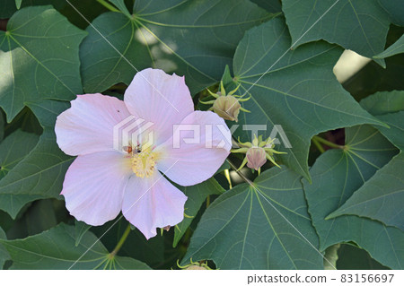 Tree: Saxophyllaceae family 83156697