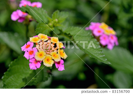植物：馬鞭草科（Lantana）馬鞭草科 83156700
