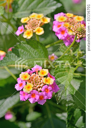 植物:馬鞭草科(Lantana)馬鞭草科 植物:馬鞭草科(Lantana)馬鞭草科 83156701
