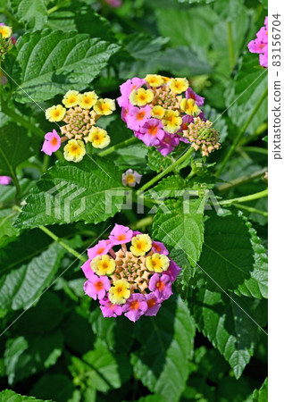 植物：馬鞭草科（Lantana）馬鞭草科 83156704