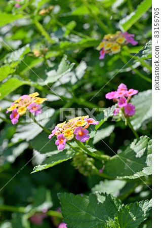 植物：馬鞭草科（Lantana）馬鞭草科 83156705