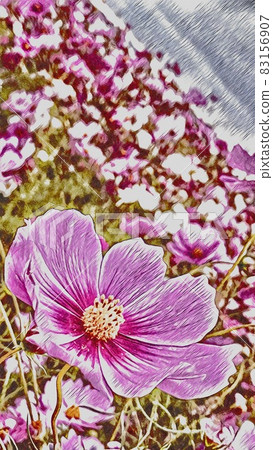  Cosmos field 83156907