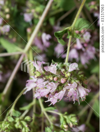 Purple flowers of oregano, close-up. A macro photograph of a medicinal herbaceous plant. 83157063