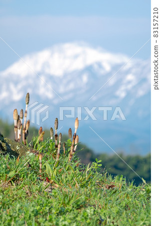 馬尾和大仙(來自鳥取縣倉吉市) 馬尾和大仙(來自鳥取縣倉吉市) 83157210