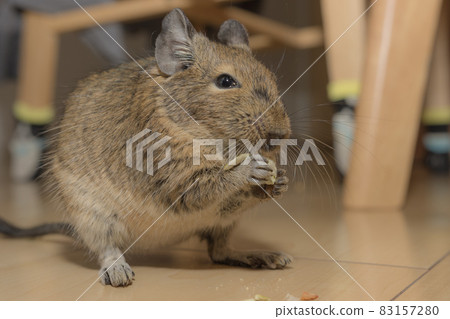 【寵物】房間裡的八齒鼠【小動物】 【寵物】房間裡的八齒鼠【小動物】 83157280