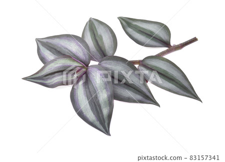 Silver Inch Plant (Tradescantia zebrina) isolated on white background. Silver Inch Plant (Tradescantia zebrina) isolated on white background. 83157341