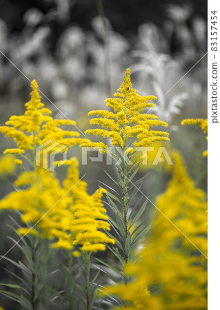 Seiitokawadassi 83157454