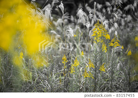 Seiitokawadassi 83157455