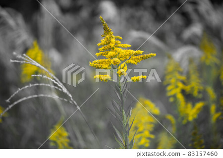 黃花 83157460