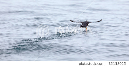 Puffin flying over the water, Atlantic ocean near Iceland 83158025