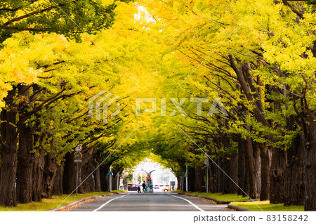 札幌北海道大學銀杏林蔭道 83158242