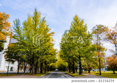 Ginkgo tree-lined road in Hokkaido University in Sapporo Ginkgo tree-lined road in Hokkaido University in Sapporo 83158254