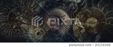 Image of fossils such as ammonites and nautilus 83158308