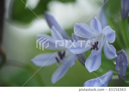 百子花盛開,水滴落 百子花盛開,水滴落 83158363