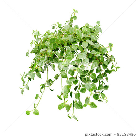 Green succulent leaves hanging vines ivy bush Green succulent leaves hanging vines ivy bush 83158480