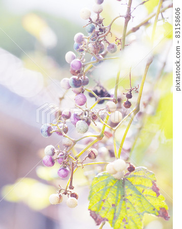 秋日陽光下的野葡萄 83158606