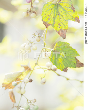 Wild grapes in the autumn sun 83158608