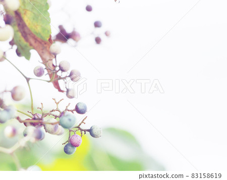 Wild grapes in the autumn sun Wild grapes in the autumn sun 83158619