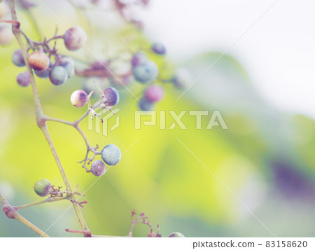 Wild grapes in the autumn sun 83158620