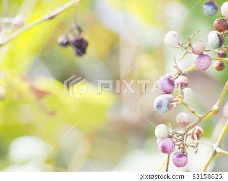 Wild grapes in the autumn sun 83158623