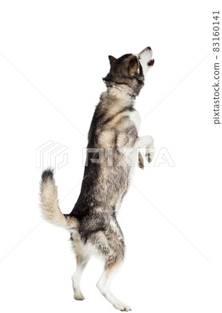 Alaskan Malamute sitting in front of white background Alaskan Malamute sitting in front of white background 83160141