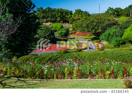 Autumn scenery of cosmos blooming in Nokonoshima Island Park in the blue sky 83160145